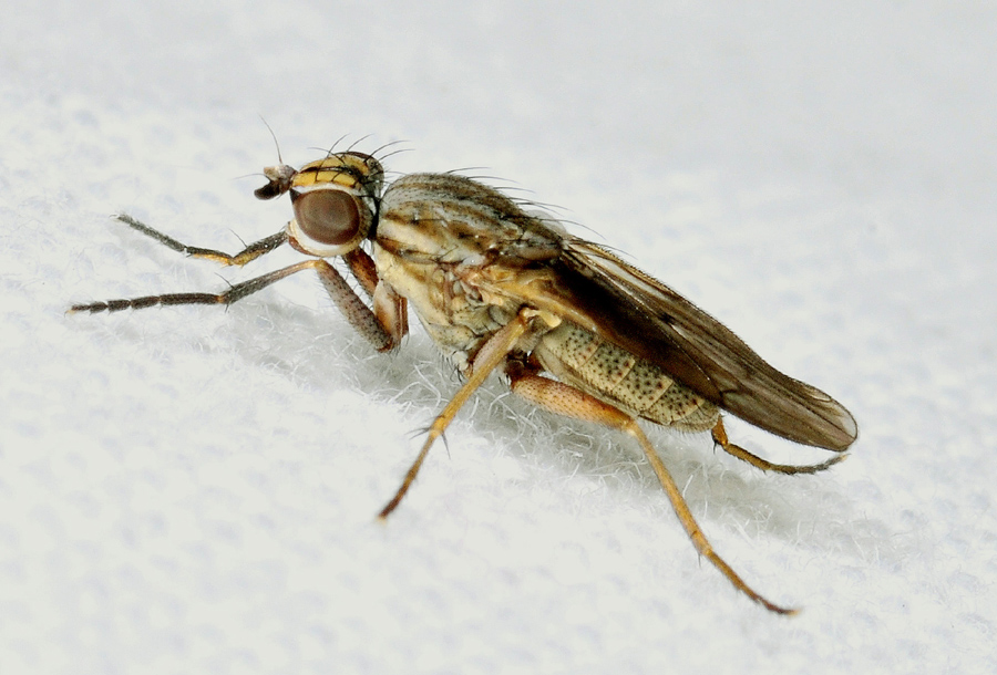 Pherbellia cinerella (Sciomyzidae)